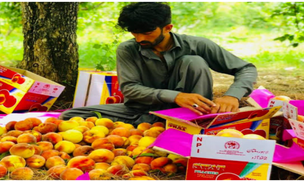 جانتے ہیں کہ سوات کے زمین داروں کو آڑو سے سالانہ کتنی آمدن ہوتی ہے؟