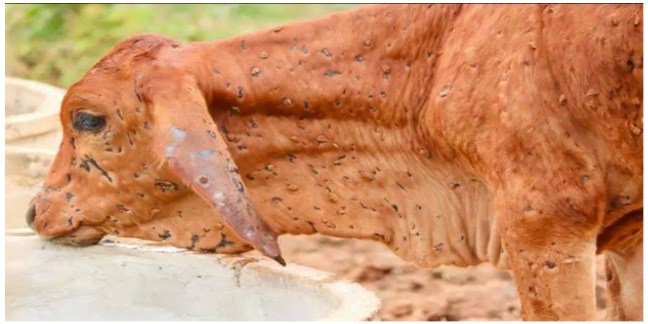 لمپی سکن بیماری، خیبر پختون خوا میں 7 ہزار سے زائد مویشی متاثر