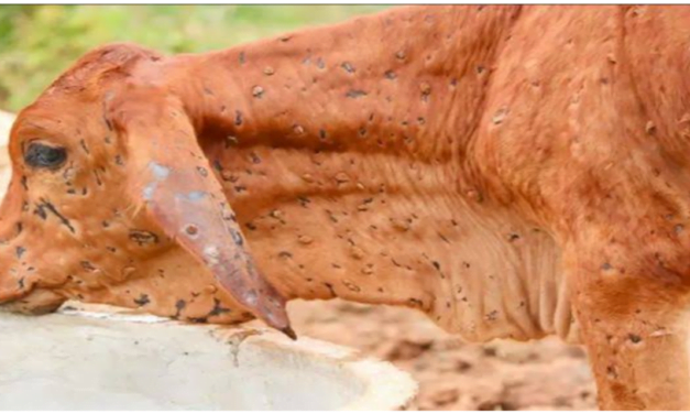 لمپی سکن بیماری، خیبر پختون خوا میں 7 ہزار سے زائد مویشی متاثر