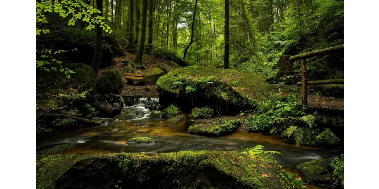 عالمی معیار کے مطابق کسی ملک میں کتنے فی صد رقبے پر جنگلات ہونے چاہیے؟