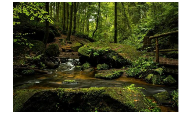 عالمی معیار کے مطابق کسی ملک میں کتنے فی صد رقبے پر جنگلات ہونے چاہیے؟