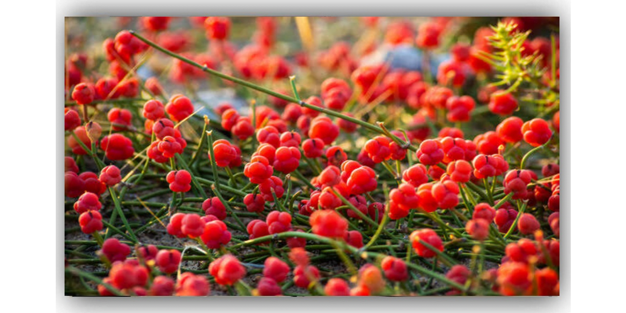 "سوما” پھول کی تاریخی اہمیت