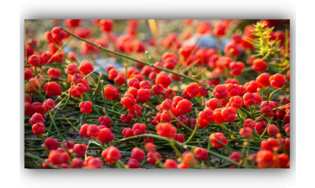 "سوما” پھول کی تاریخی اہمیت