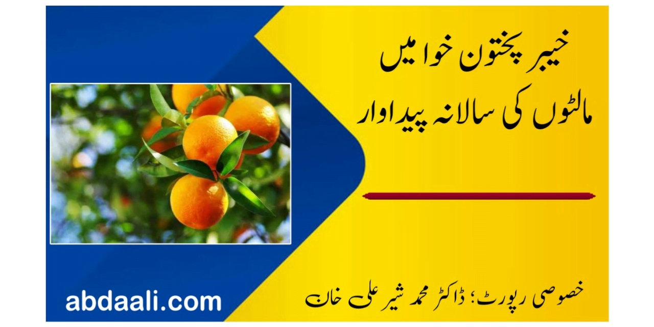 خیبر پختون خوا میں مالٹوں کی سالانہ پیداوار