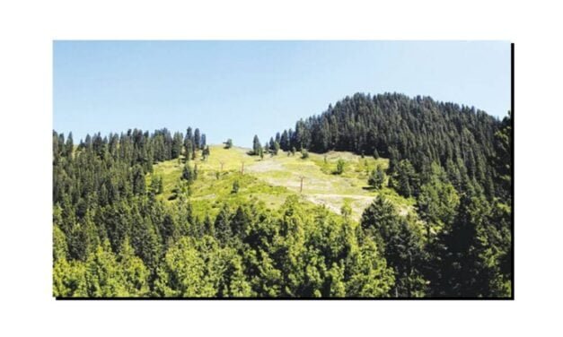 خیبر پختون خوا میں جنگلات کے رقبے میں 20 فی صد کمی کا انکشاف